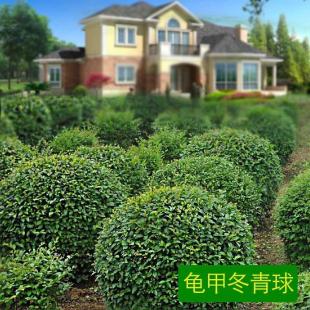 龟甲冬青球庭院别墅花境常绿植物小叶女贞完美冬青先令红花檵木球