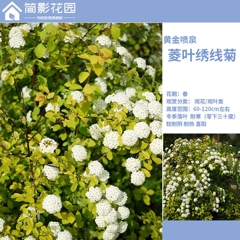 简影花园 菱叶绣线菊 黄金喷泉多年生户外庭院盆栽耐寒耐热花灌木