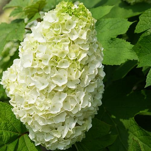 栎叶绣球和声多年生落叶灌木