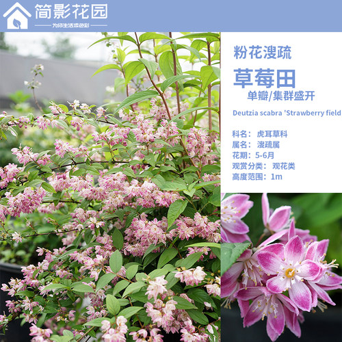 溲疏多年生花园春季开花落叶灌木