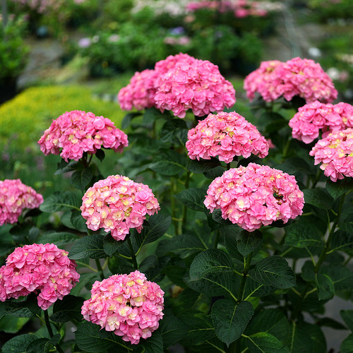大花绣球翼直立性好老枝开花
