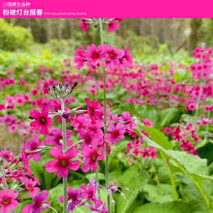 简影花园 粉被灯台报春/转转花/步步高/转运花 川西高原原生品种