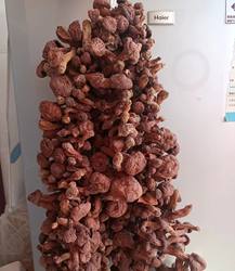 红蘑菇朝阳红蘑特产纯野生干货东北松树伞蘑菇500g香菇松蘑包邮