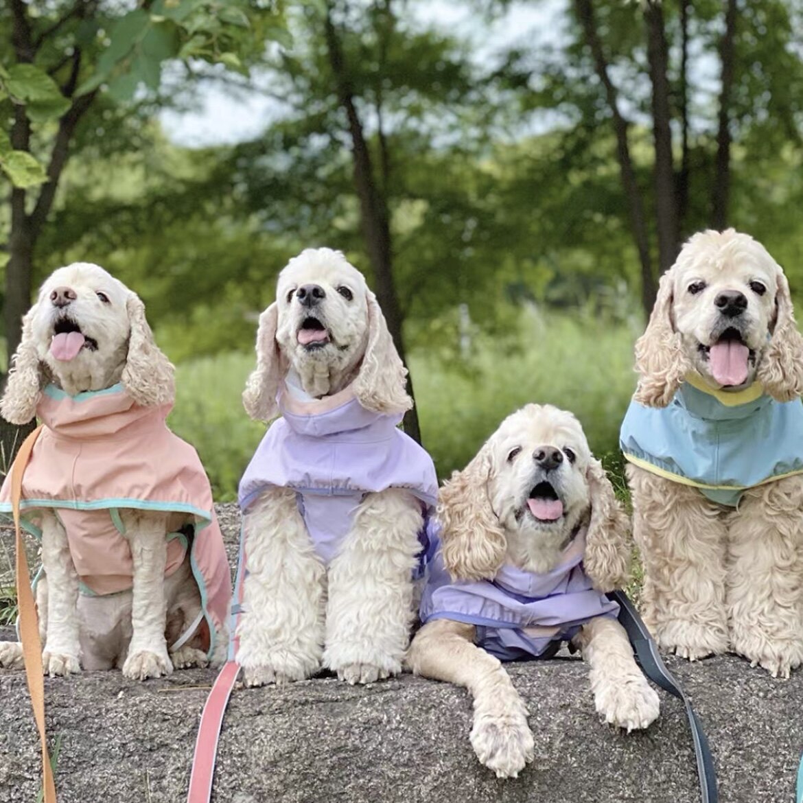 ins中大型犬雨衣狗夜光四季