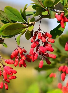 野生山茱萸茶泡水喝的功效与作用养生茶山萸肉