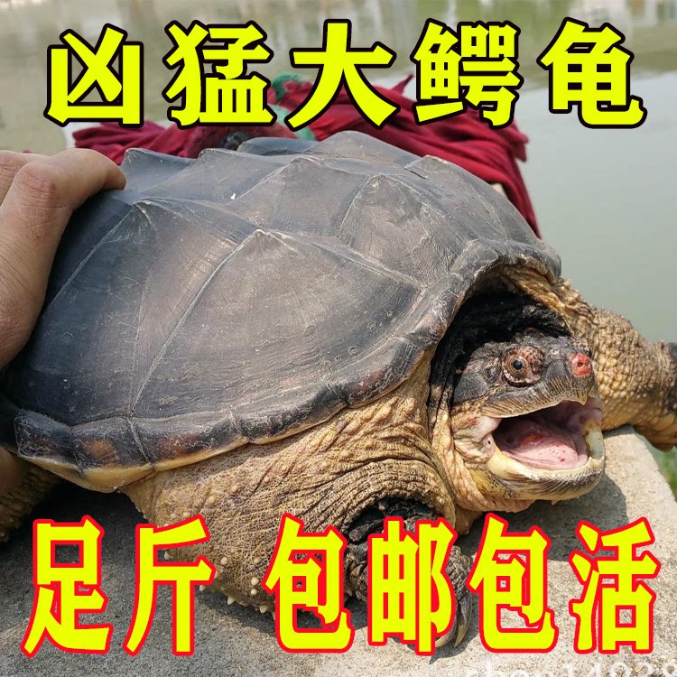 鳄鱼龟肉龟大乌龟巨型佛鳄龟乌龟活体冷水小鳄龟观赏食用宠物淡水