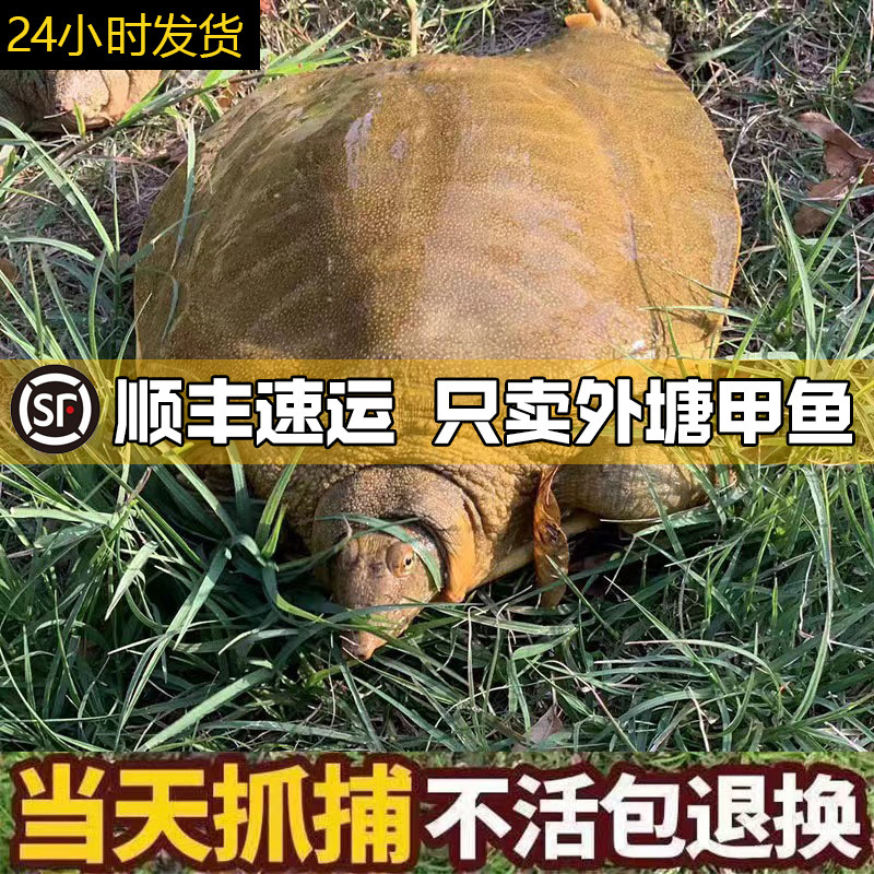 6斤装甲鱼鲜活生态野外生长中华老鳖外塘公鱼仿野农家土鳖团水鱼,水产肉类/新鲜蔬果/熟食,甲鱼,淘宝优惠券,粉丝福利购,淘宝优惠卷
