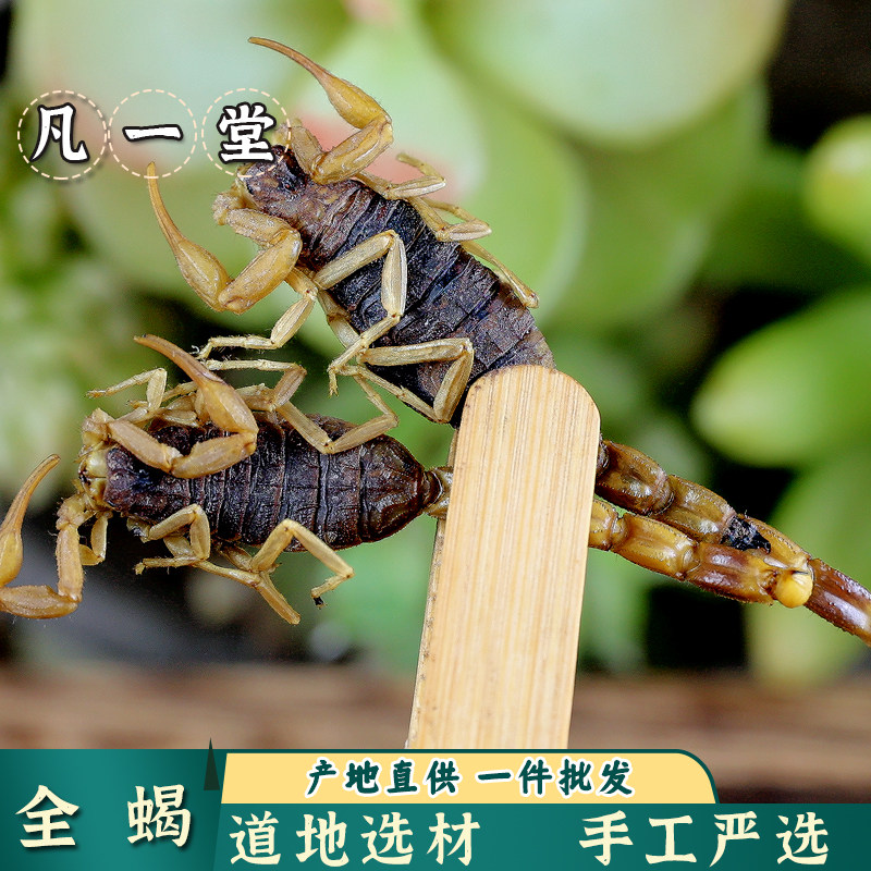 【凡一堂】中药材全蝎干蝎子全虫有蜈干 蚣 盐水全蝎 正品