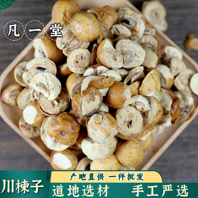 中药材川楝子生川楝子