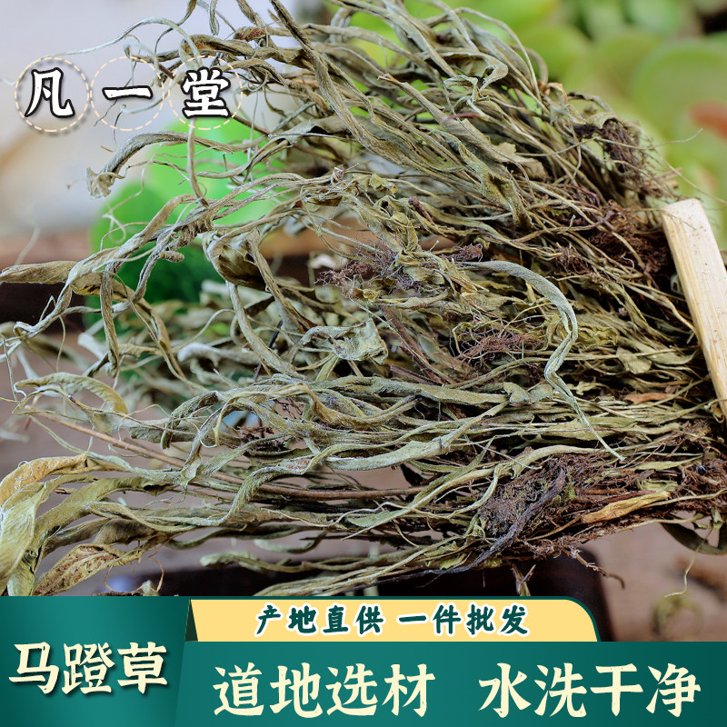 【凡一堂】马蹬草 中药材 马蹬草 过桥草 还阳草 小石韦 马蹬草