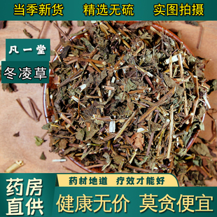 【凡一堂】冬凌草 中药材 咽喉草王屋山冬凌草叶子冰冬凌茶