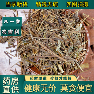 【凡一堂】中药材 响铃草 马铃草 假花生 农吉利 百合