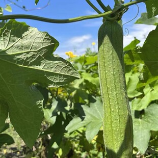 【顺丰发货新鲜采摘】肉丝瓜 短棒丝瓜奶油丝瓜蔬菜批发3-5斤装