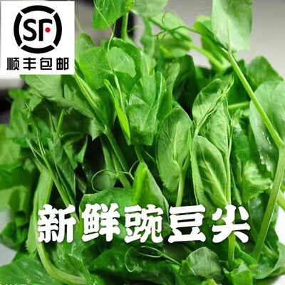 顺丰快递苏北新鲜豌豆尖现摘