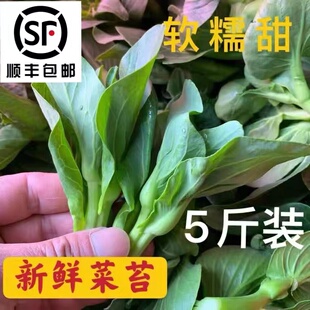【好货】顺丰包邮新鲜霜冻青菜苔 青菜头绿色新鲜露天青菜苔