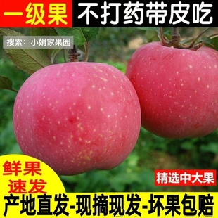 【网红同款】精品优质山西吉县壶口苹果水晶新鲜产地直发