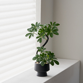 黑骨鸭脚木 40厘米造型植物室内懒人好养高级感招财送人好礼 高35