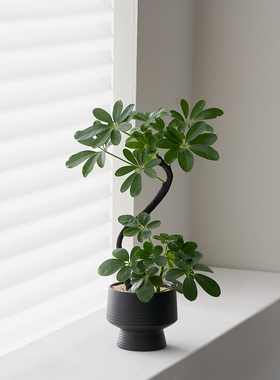 黑骨鸭脚木 高35-40厘米造型植物室内懒人好养高级感招财送人好礼