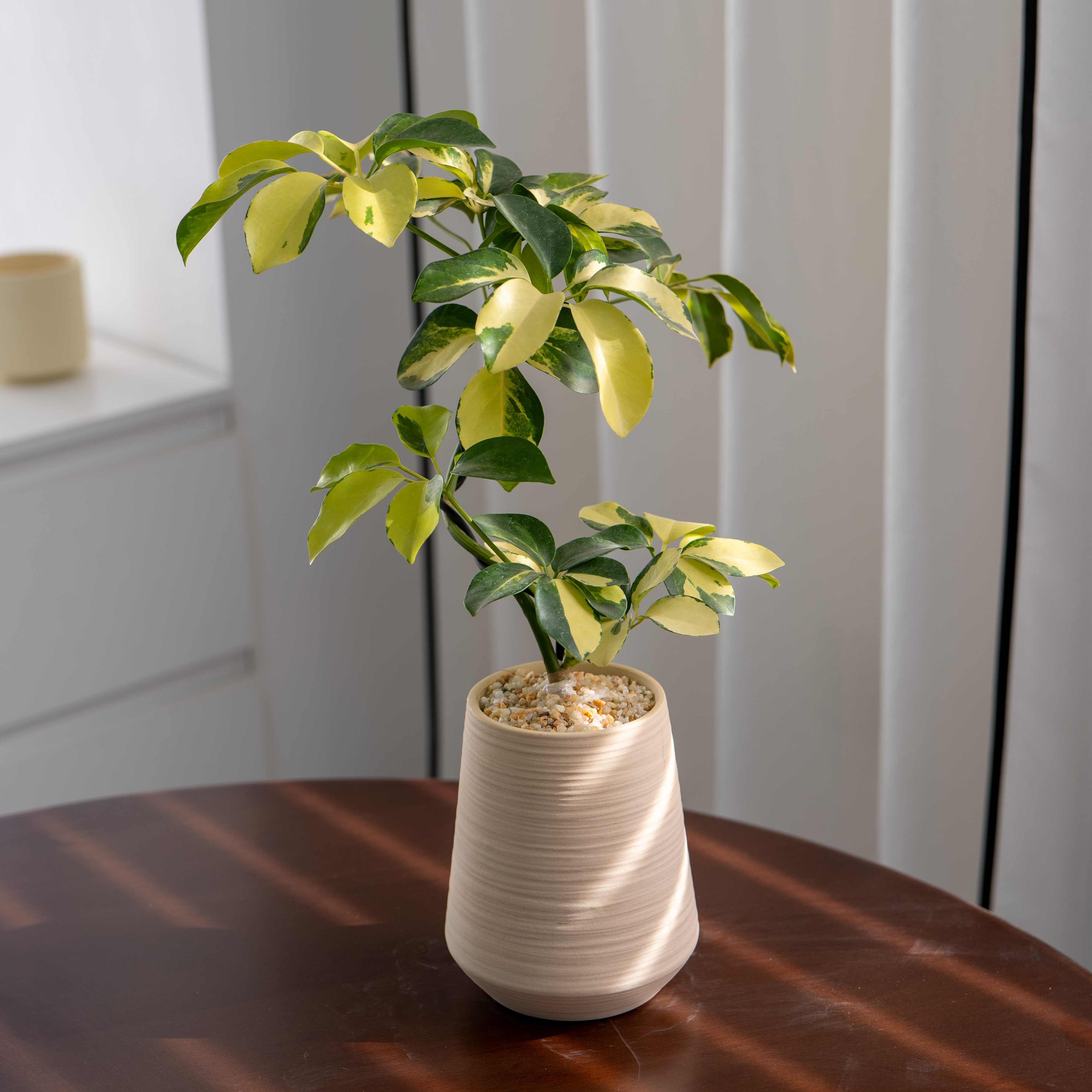 造型花叶鸭脚木绿植桌面阳台美观