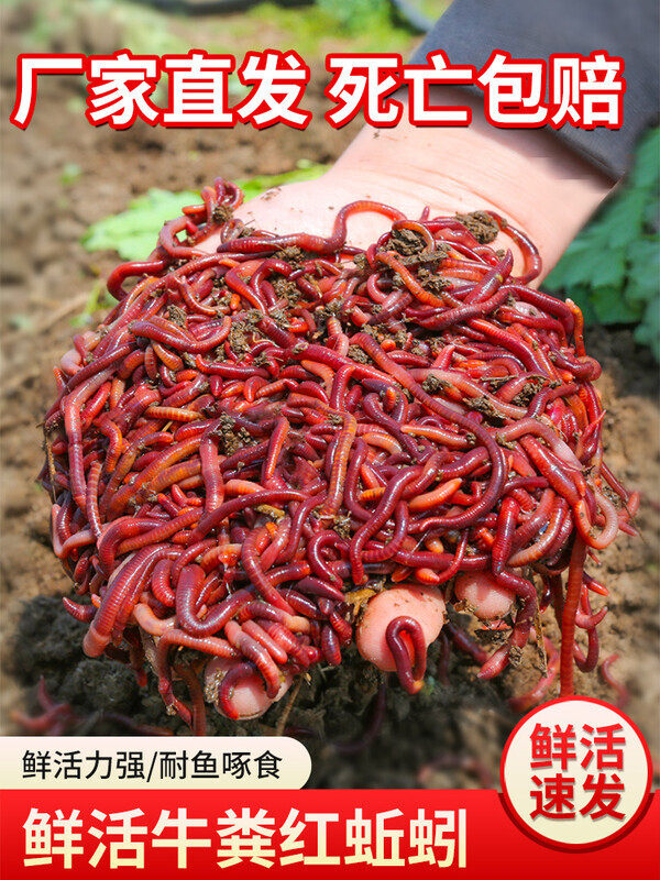 蚯蚓活饵鲜活红虫垂钓鱼饵料鲫鱼鲤鱼野钓黑坑鱼料打窝料鱼食通杀