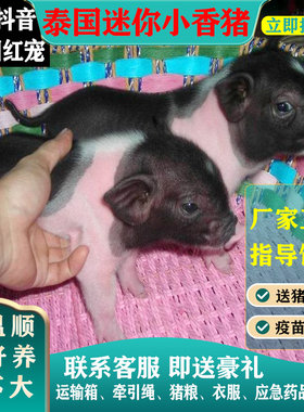 泰国小香猪宠物猪荷兰猪活体迷你宠物活物猪家养小型萌宠幼崽粉猪