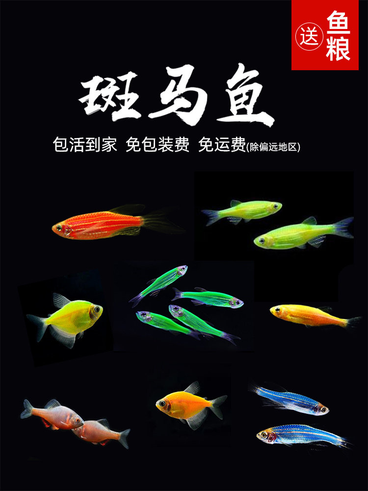 红蓝蝶翼斑马鱼活体小型观赏鱼耐活荧光冷水鱼群游淡水热带鱼苗
