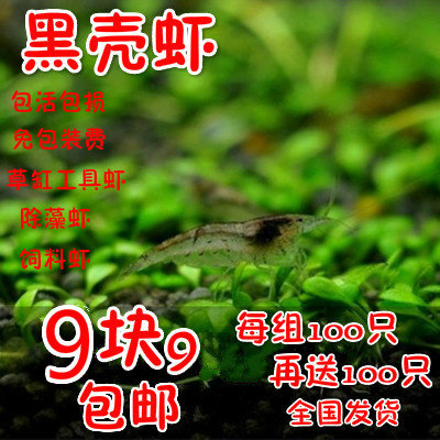 包邮黑壳虾除藻虾工具虾观赏米虾虾