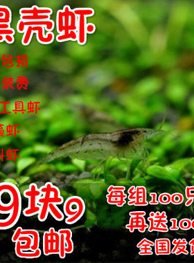 包邮黑壳虾除藻虾工具虾观赏米虾龙鱼鳄龟活体饲料黑壳虾包活包损