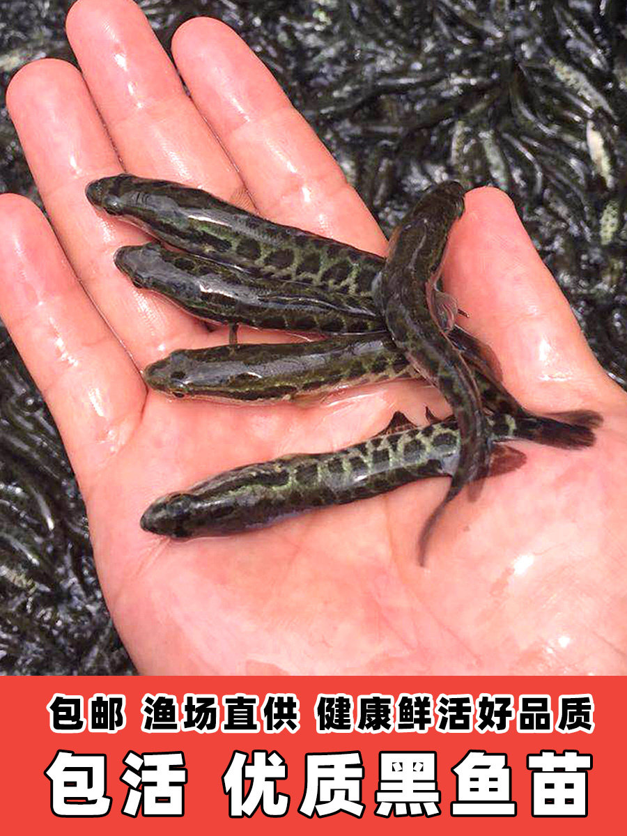 黑鱼苗活体淡水养殖乌鱼苗生鱼苗鱼