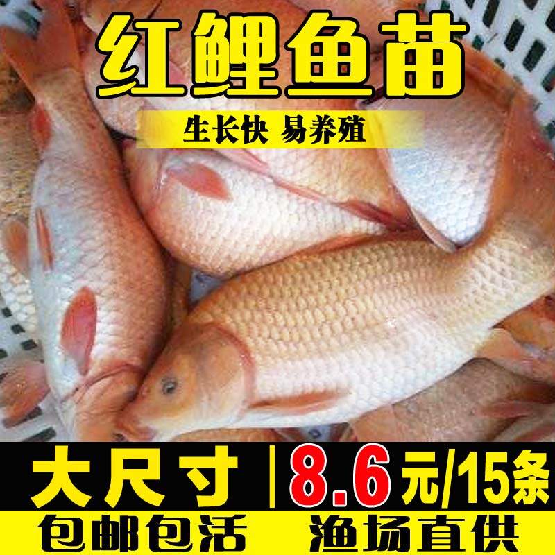 红鲤鱼苗可食用淡水养殖稻田兴国红鲤鱼冷水观赏小鱼苗荷包红鲤鱼