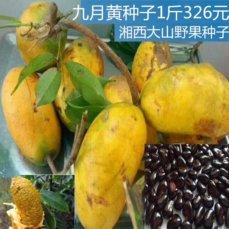 九月瓜九月黄种子五月七月木通种子黄蜡瓜牛卵坨黄金果瓜9月黄瓜
