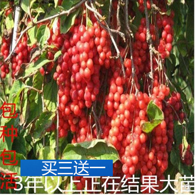 南五味子南北种植北五味子浙江树苗秤砣泡苗中药材苗正宗水果野生