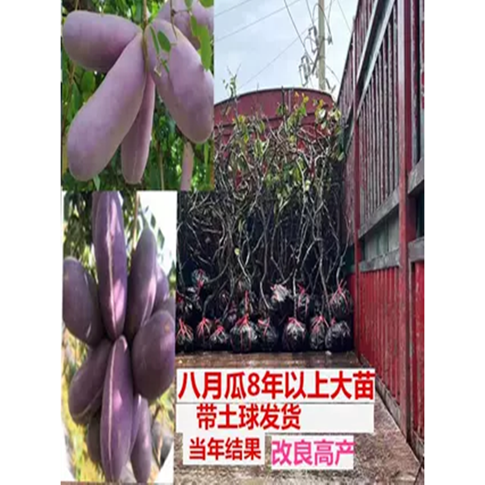 大苗当年结果少籽大果带土南北种植盆栽地栽无籽八月瓜树苗改良