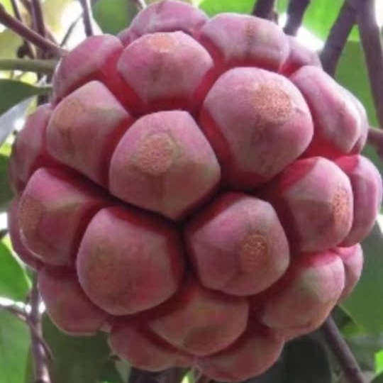 黑老虎树苗大血腾福布娜布福娜南北果树苗当年结果盆景地载种植