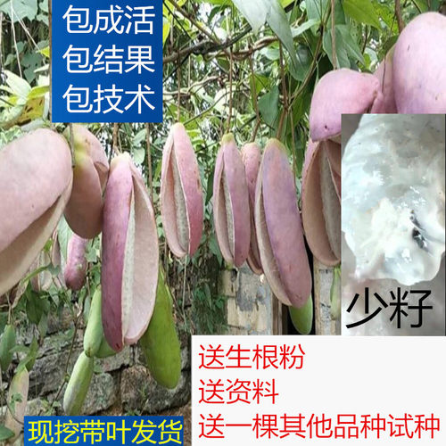 四川种植南方嫁接果树苗