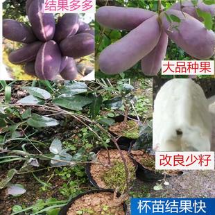 湖南八月瓜杯苗盆景地种南方水果树苗无籽八月瓜九月黄苗带土发货