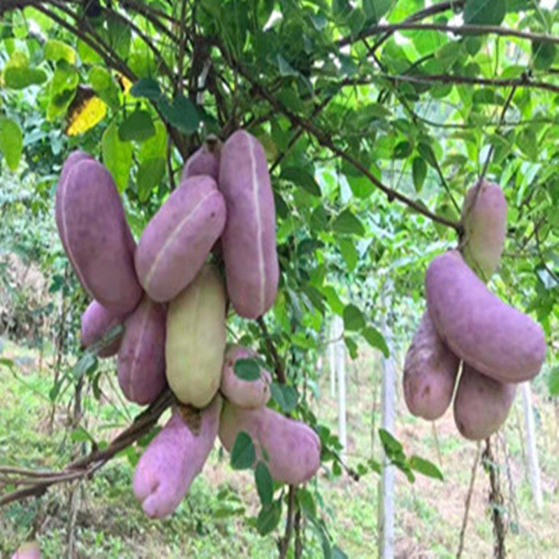 八月瓜果树苗八月瓜苗南方水果树苗无籽九月瓜苗紫宝六号当年结果