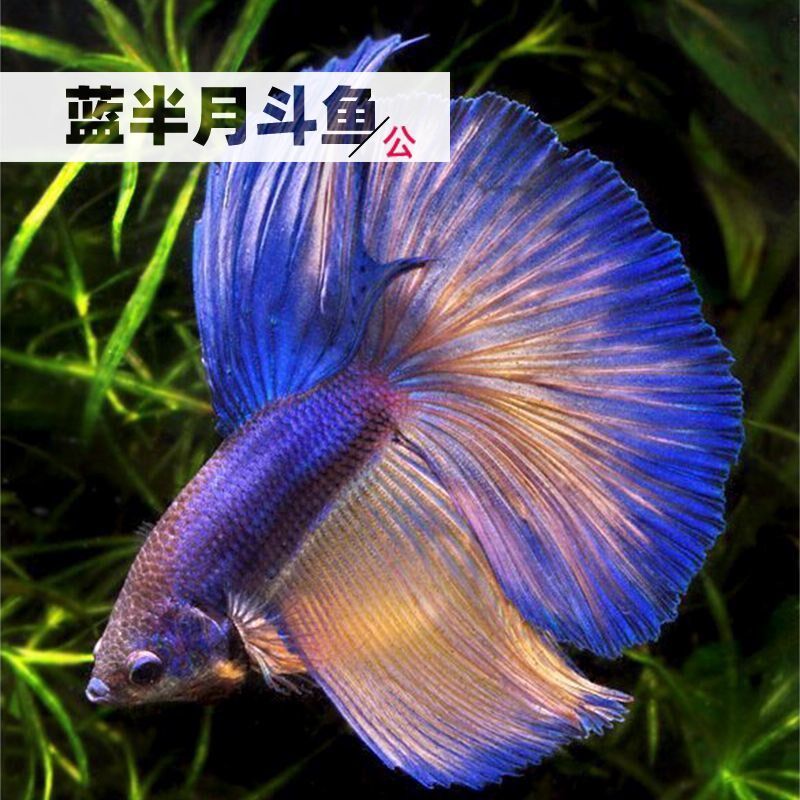 泰国半月斗鱼狮王马尾将军糖果巨斗母鱼活体热带观赏鱼饲料易养活