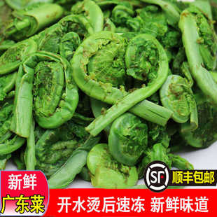 东北黄瓜香野菜广东菜新鲜速冻广东菜荚果蕨蕨菜无防腐剂包邮