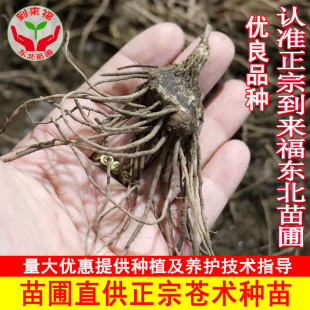 苍术小苗中草药苗朱砂点白茬苍术关苍术北苍术枪头菜量大优惠山菜
