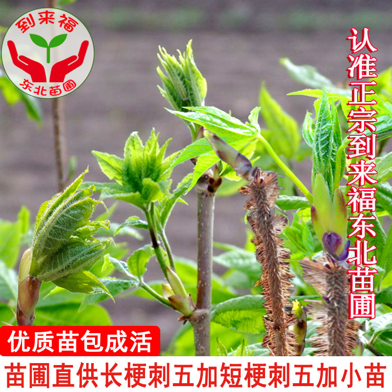 到来福中草药刺五加山野菜耐寒