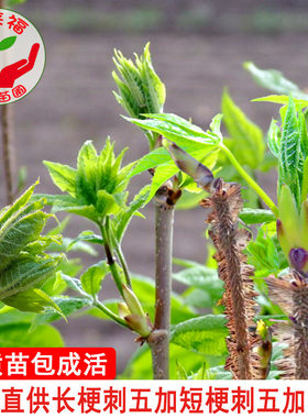 到来福中草药刺五加山野菜耐寒