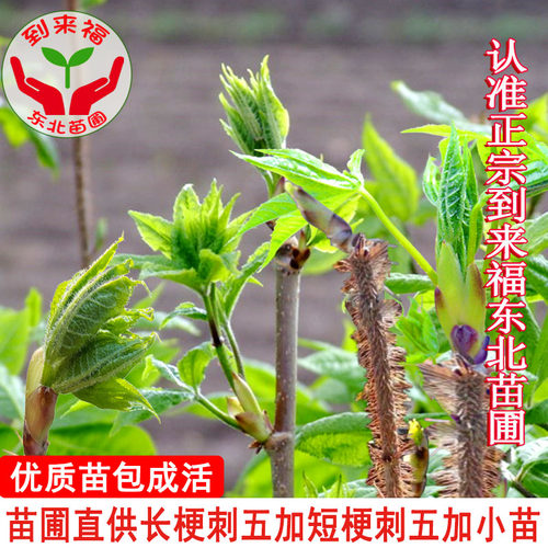 刺五加苗五叶刺加皮山野菜种苗东北刺五加皮树苗南北方刺拐棒菜苗