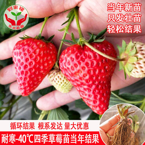 到来福耐寒四季草莓苗不用移栽