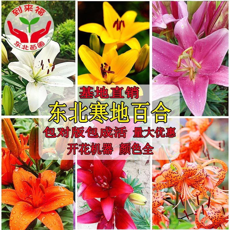 亚洲百合种球抗耐寒白铁炮百合卷丹百合红黄粉白橘色种球东北百合
