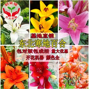 亚洲百合种球抗耐寒白铁炮百合卷丹百合红黄粉白橘色种球东北百合
