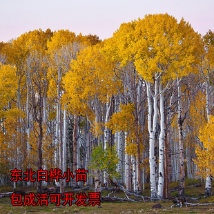 白桦苗小苗东北苗圃直供现挖现发包成活白桦树苗顺丰包邮乔木树苗