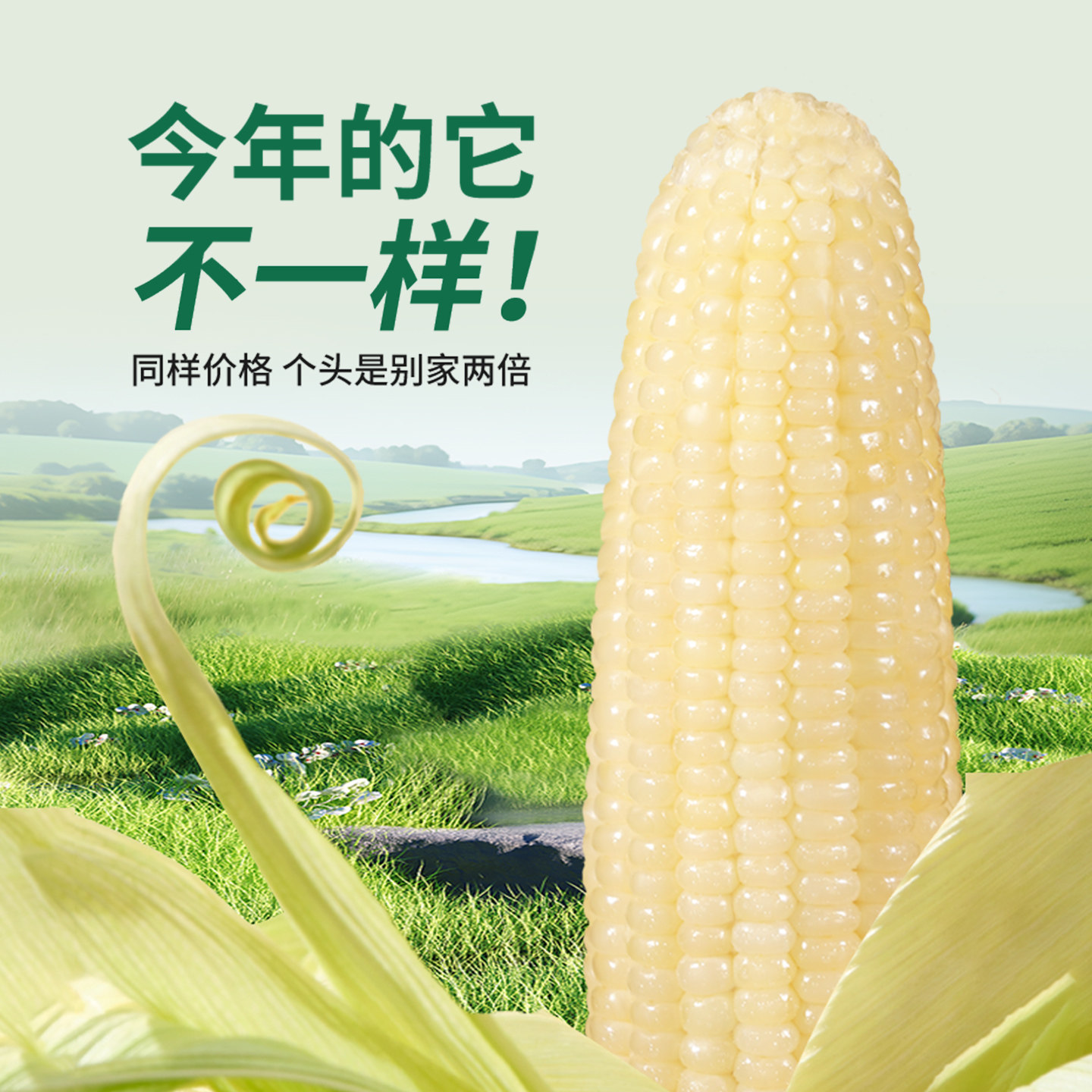 天勤粒粒净有机粘糯玉米