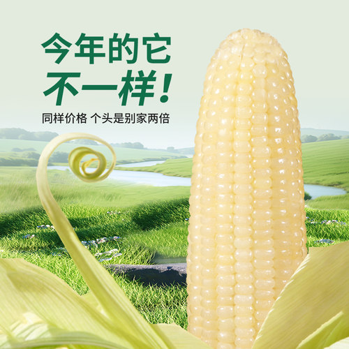 天勤粒粒净有机粘糯玉米