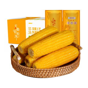 【24年新玉米】新鲜天勤粒粒净8条东北黄粘苞米真空装玉米糯玉米